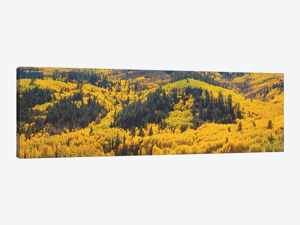 Autumn Landscape, Dolores County, Colorado, USA by Panoramic Images 1-piece Canvas Artwork