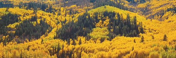 Colorado: Autumn Landscape, Dolores County, Colorado, USA by Panoramic Images