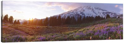 Spring Landscape, Mount Rainier Wilderness, Pierce County, Washington, USA Canvas Art Print - Cascade Range