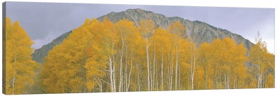 Autumn Landscape, Kebler Pass, Gunnison National Forest, Gunnison County, Colorado, USA Canvas Art Print - Colorado Art