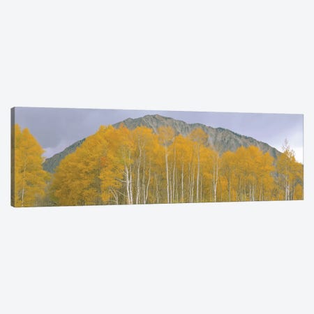 Autumn Landscape, Kebler Pass, Gunnison National Forest, Gunnison County, Colorado, USA Canvas Print #PIM14095} by Panoramic Images Canvas Print