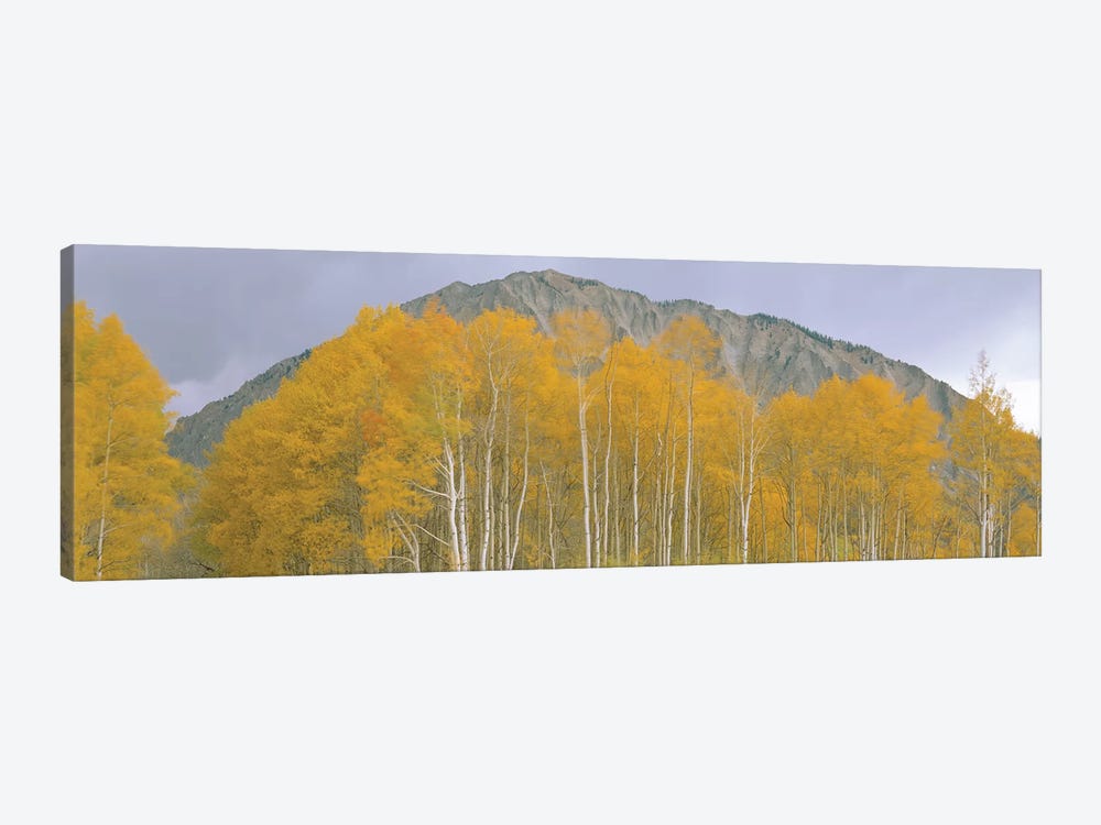 Autumn Landscape, Kebler Pass, Gunnison National Forest, Gunnison County, Colorado, USA by Panoramic Images 1-piece Canvas Artwork