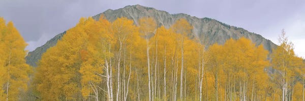 Colorado: Autumn Landscape, Kebler Pass, Gunnison National Forest, Gunnison County, Colorado, USA by Panoramic Images
