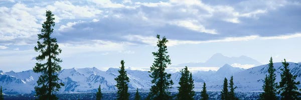 Evergreen Trees: Mountain Landscape, Alaska Range, Denali National Park and Preserve, Alaska, USA by Panoramic Images