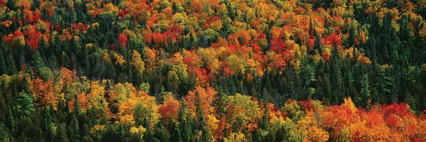 Michigan: Autumn Landscape II, Porcupine Mountains Wilderness State Park, Upper Peninsula, Michigan, USA by Panoramic Images