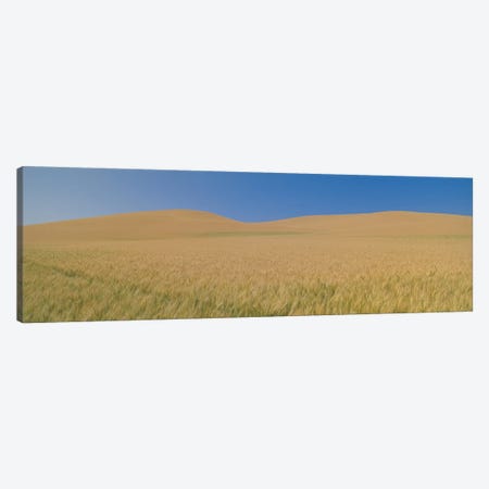 Wheat Fields, Washington, USA Canvas Print #PIM14107} by Panoramic Images Art Print