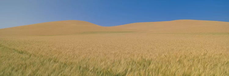 Wheat Fields, Washington, USA