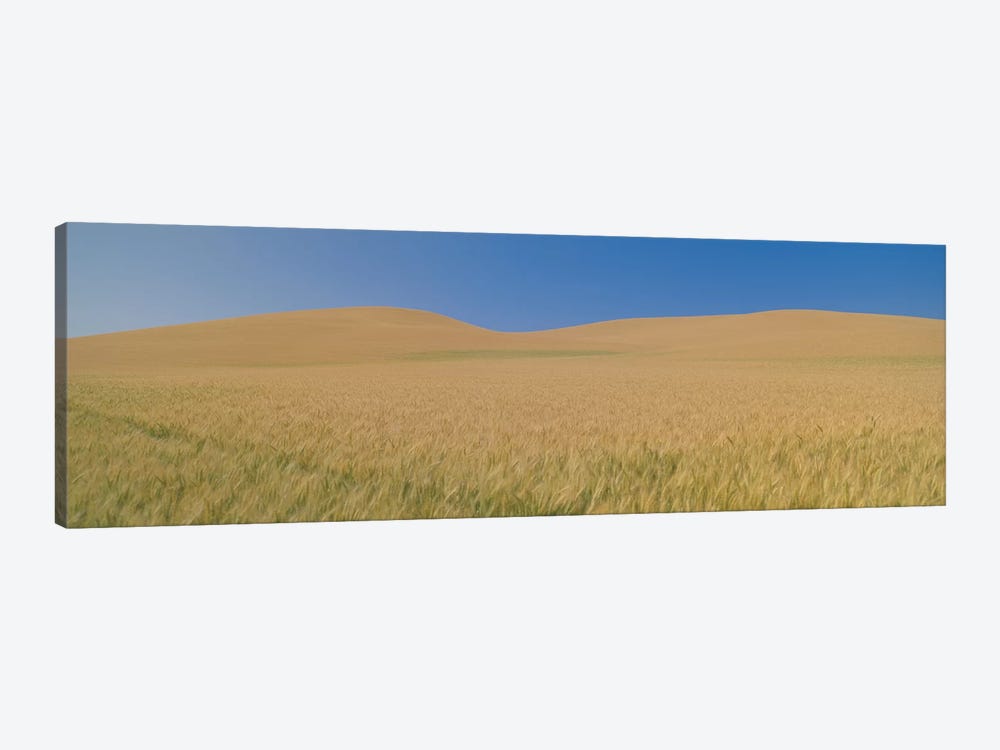 Wheat Fields, Washington, USA by Panoramic Images 1-piece Canvas Artwork