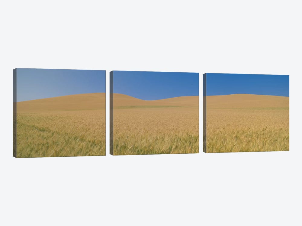 Wheat Fields, Washington, USA by Panoramic Images 3-piece Canvas Artwork