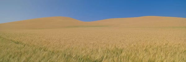 Washington: Wheat Fields, Washington, USA by Panoramic Images