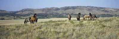 Wild Mustang Herd, Black Hills Wild Horse Sanctuary, Hot Springs, Fall River County, South Dakota, USA by Panoramic Images multi panel art