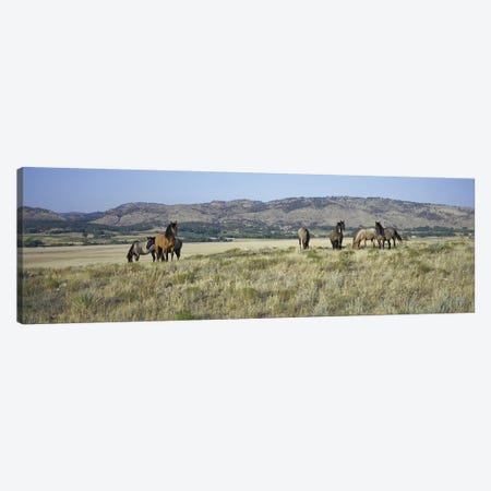 Wild Mustang Herd, Black Hills Wild Horse Sanctuary, Hot Springs, Fall River County, South Dakota, USA Canvas Print #PIM14141} by Panoramic Images Canvas Wall Art