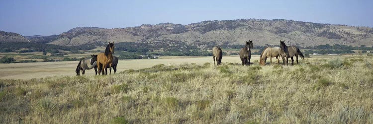 Wild Mustang Herd, Black Hills Wild Horse Sanctuary, Hot Springs, Fall River County, South Dakota, USA