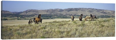 Wild Mustang Herd, Black Hills Wild Horse Sanctuary, Hot Springs, Fall River County, South Dakota, USA Canvas Art Print - Animal Rights Art