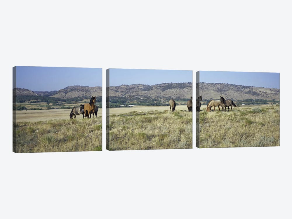 Wild Mustang Herd, Black Hills Wild Horse Sanctuary, Hot Springs, Fall River County, South Dakota, USA by Panoramic Images 3-piece Canvas Art