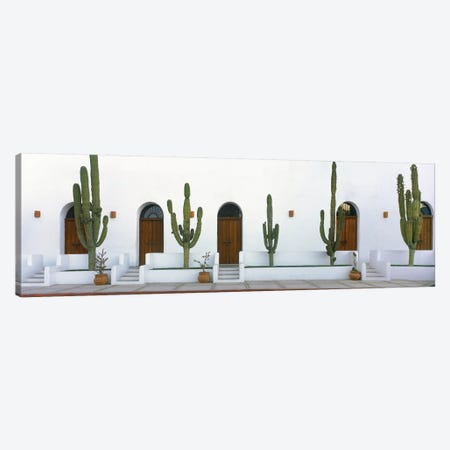 Elephant Cacti (Giant Cardon), Todos Santos, Baja California Sur, Mexico Canvas Print #PIM14146} by Panoramic Images Canvas Print