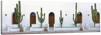 Elephant Cacti (Giant Cardon), Todos Santos, Baja California Sur, Mexico Canvas Art Print - Mexico Art