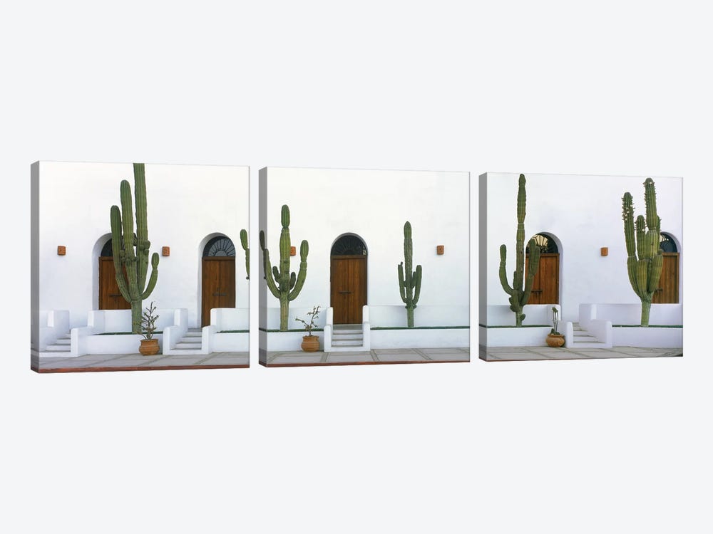 Elephant Cacti (Giant Cardon), Todos Santos, Baja California Sur, Mexico by Panoramic Images 3-piece Canvas Print