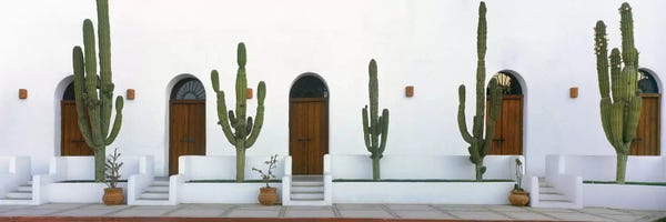 Doors: Elephant Cacti (Giant Cardon), Todos Santos, Baja California Sur, Mexico by Panoramic Images