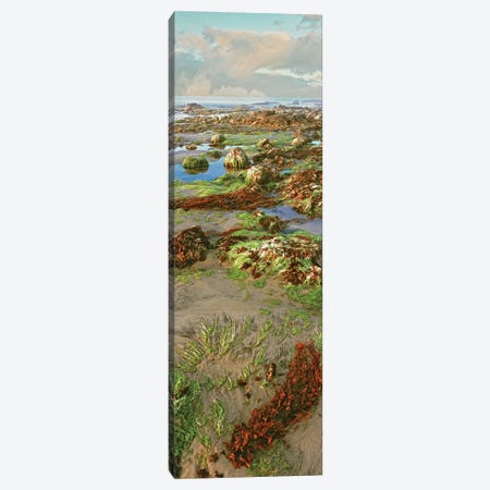 Coastal Landscape I, Las Rocas, Baja California, Mexico Canvas Print #PIM14151} by Panoramic Images Canvas Print