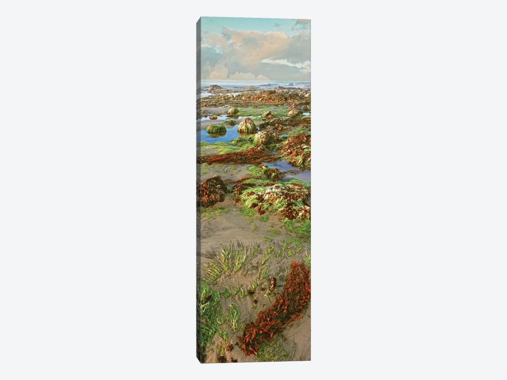 Coastal Landscape I, Las Rocas, Baja California, Mexico by Panoramic Images 1-piece Canvas Print