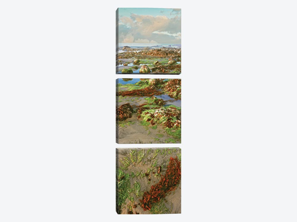 Coastal Landscape I, Las Rocas, Baja California, Mexico by Panoramic Images 3-piece Canvas Print