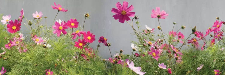 Field of Cosmos by Panoramic Images wall art