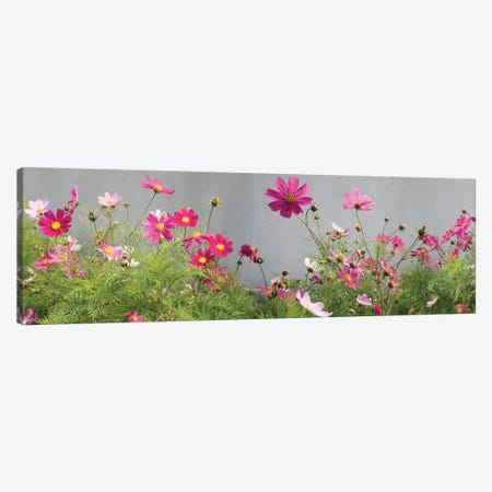 Field of Cosmos Canvas Print #PIM14170} by Panoramic Images Canvas Art Print