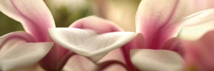 Tulips in Zoom