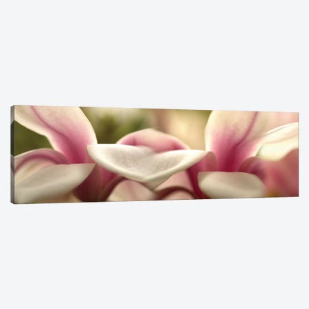 Tulips in Zoom Canvas Print #PIM14175} by Panoramic Images Canvas Art