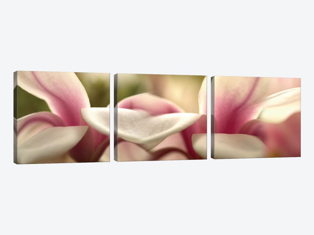 Tulips in Zoom by Panoramic Images 3-piece Art Print