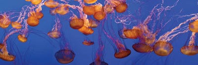 Jellyfish