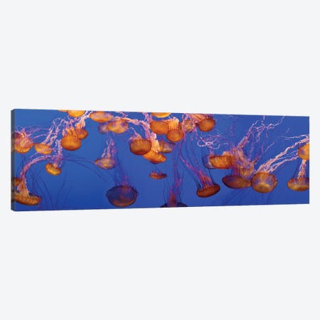 A Bloom of Jellyfish Canvas Print #PIM14176} by Panoramic Images Canvas Art