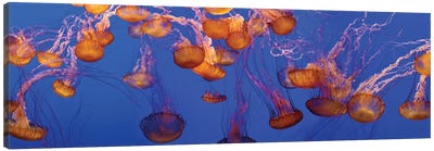 A Bloom of Jellyfish Canvas Art Print - Jellyfish Art