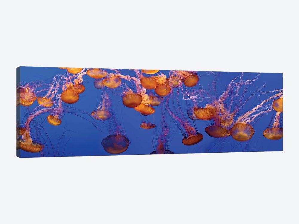 A Bloom of Jellyfish by Panoramic Images 1-piece Canvas Wall Art