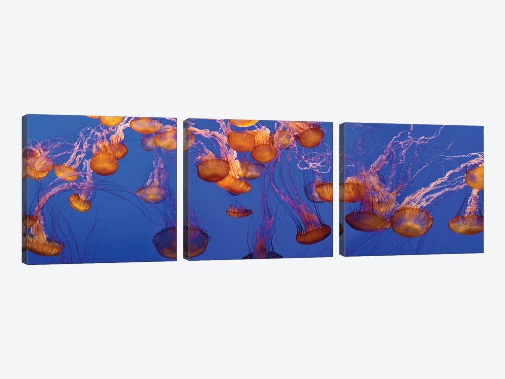 A Bloom of Jellyfish by Panoramic Images 3-piece Canvas Wall Art