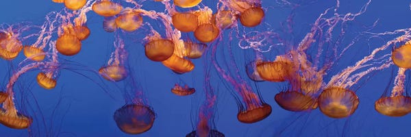 Jellyfish: A Bloom of Jellyfish by Panoramic Images