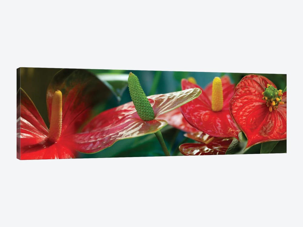 Anthuriums in Zoom by Panoramic Images 1-piece Canvas Print