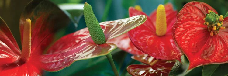 Anthuriums in Zoom