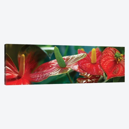 Anthuriums in Zoom Canvas Print #PIM14177} by Panoramic Images Canvas Artwork