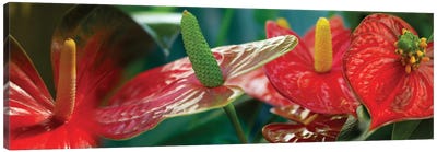 Anthuriums in Zoom Canvas Art Print - Floral Close-Ups