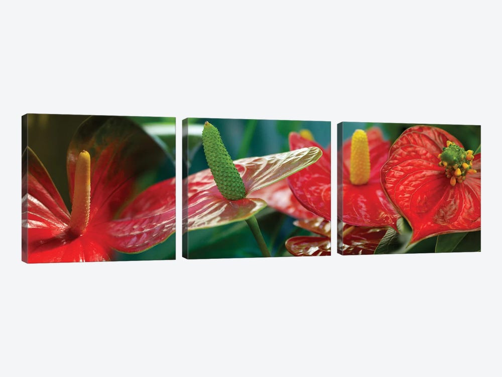 Anthuriums in Zoom by Panoramic Images 3-piece Art Print