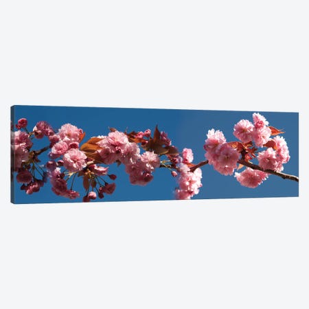 A Branch of Cherry Blossoms Canvas Print #PIM14178} by Panoramic Images Canvas Print