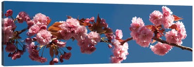 A Branch of Cherry Blossoms Canvas Art Print - Cherry Tree Art