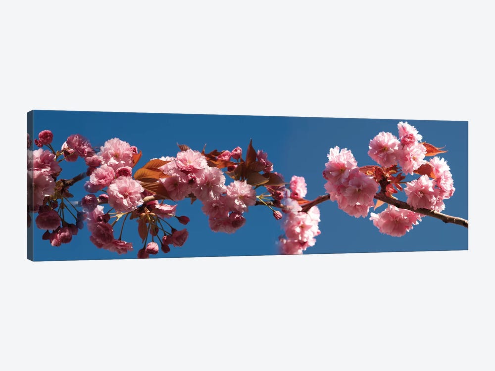 A Branch of Cherry Blossoms by Panoramic Images 1-piece Canvas Wall Art