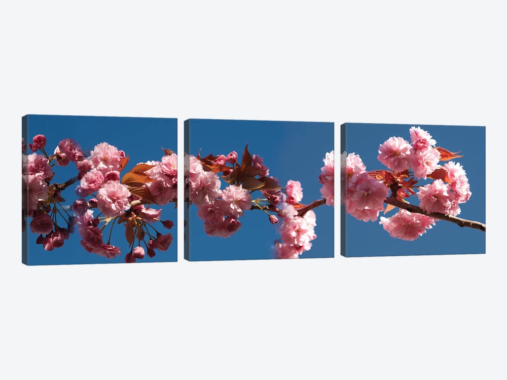 A Branch of Cherry Blossoms by Panoramic Images 3-piece Canvas Art