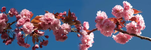 Cherry Trees: A Branch of Cherry Blossoms by Panoramic Images