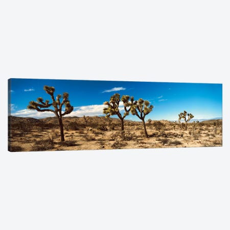 Desert Landscape, Joshua Tree National Park, California, USA Canvas Print #PIM14186} by Panoramic Images Canvas Art Print