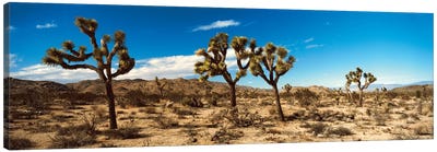 Desert Landscape, Joshua Tree National Park, California, USA Canvas Art Print - Desert Art