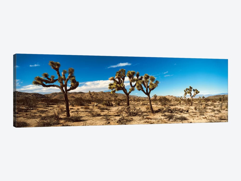 Desert Landscape, Joshua Tree National Park, California, USA by Panoramic Images 1-piece Art Print